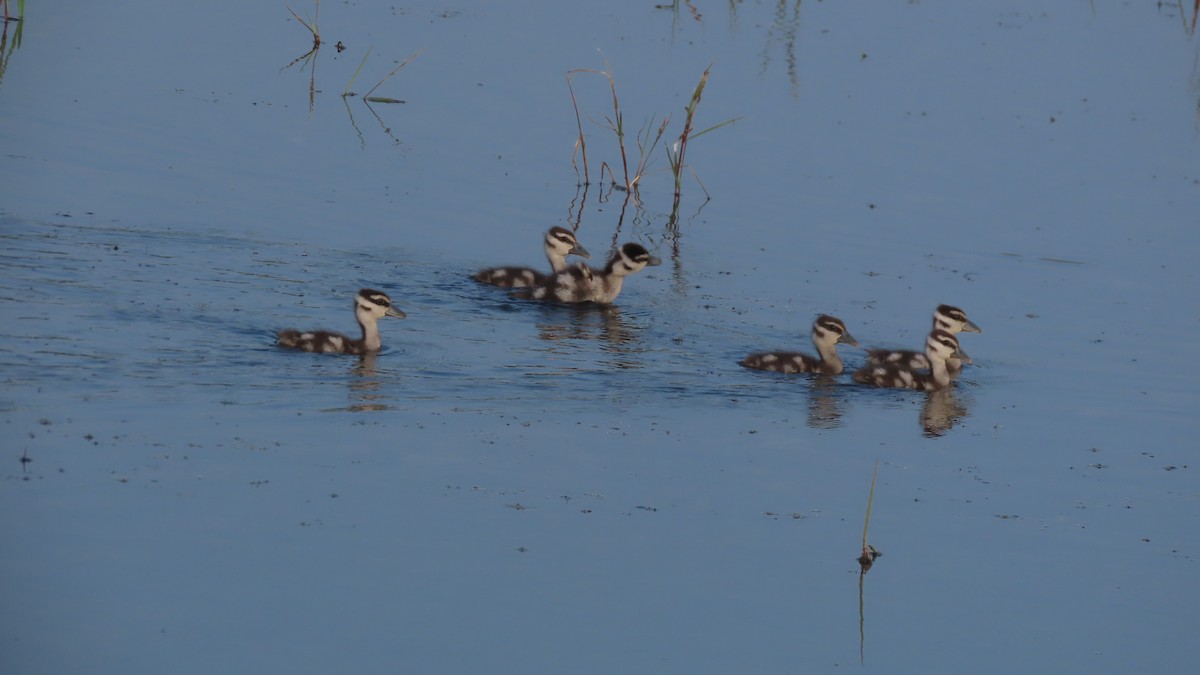 Lesser Whistling-Duck - ML644655807