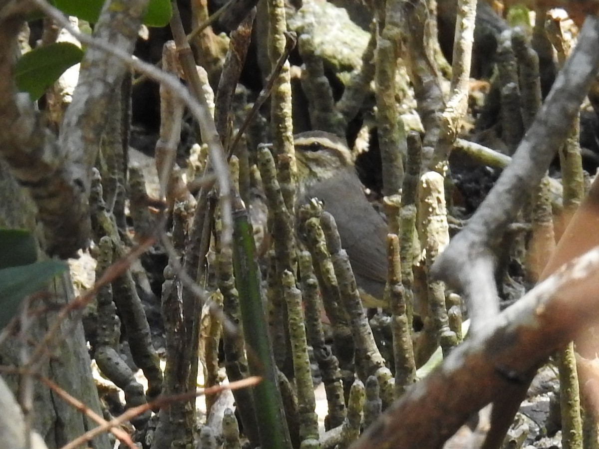 Northern Waterthrush - ML644655808