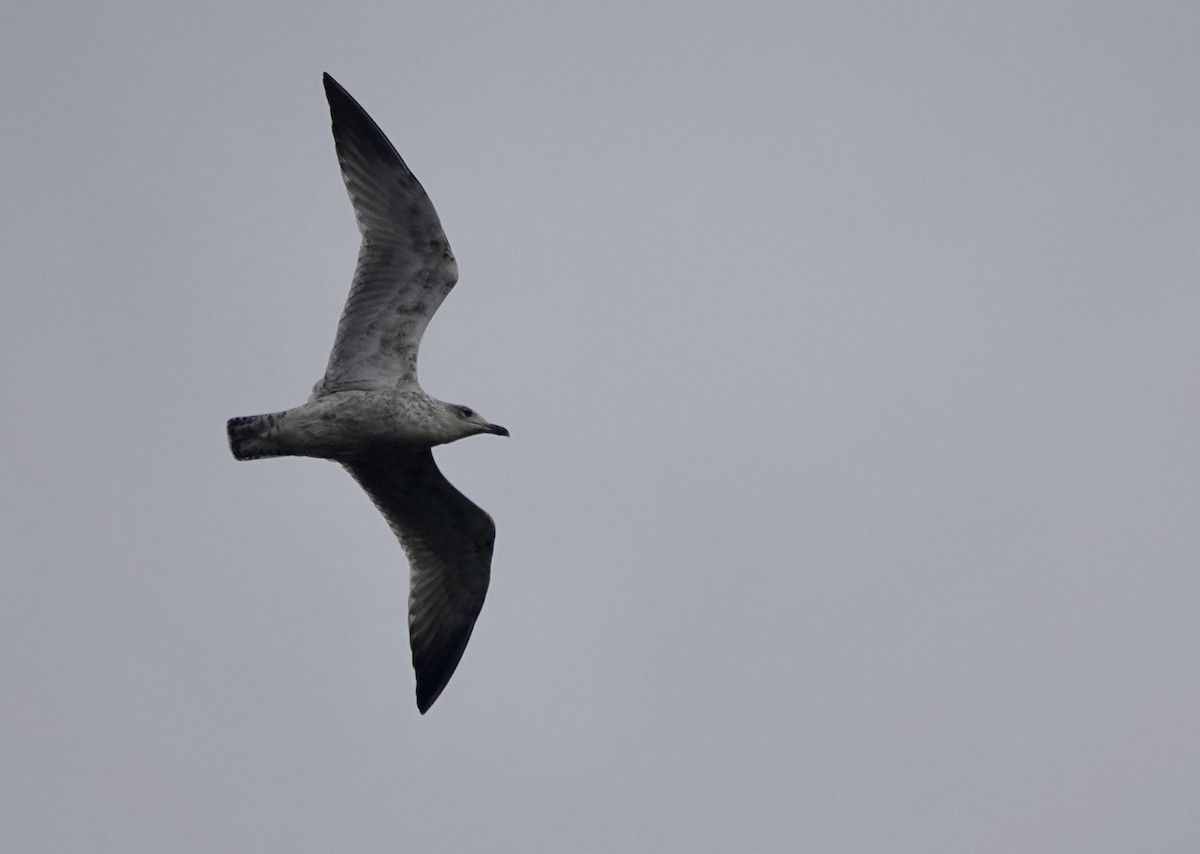Lesser Black-backed Gull - ML644655809