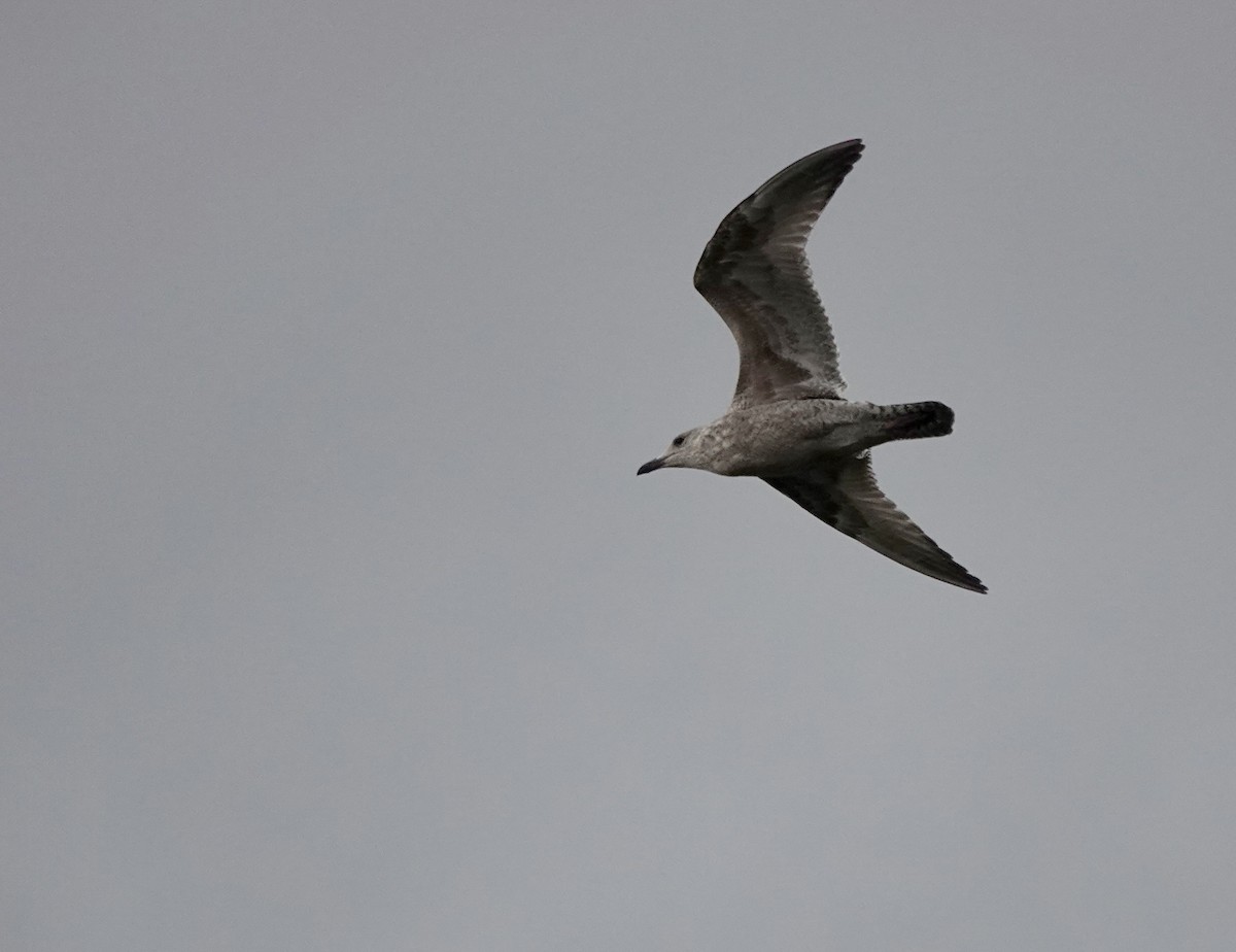 Lesser Black-backed Gull - ML644655810
