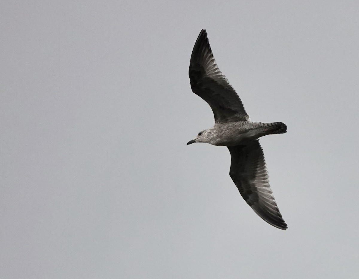 Lesser Black-backed Gull - ML644655811