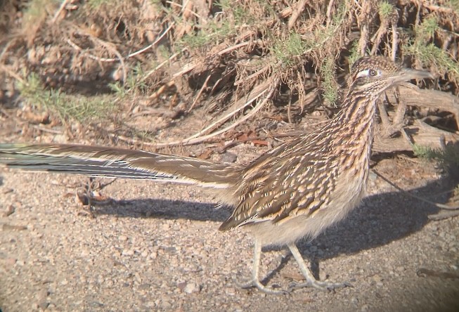 Wegekuckuck - ML644655812