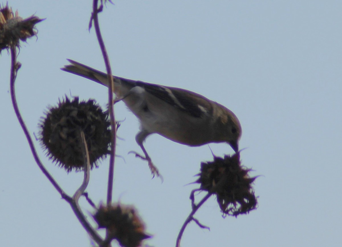 čížek žlutý - ML644655814