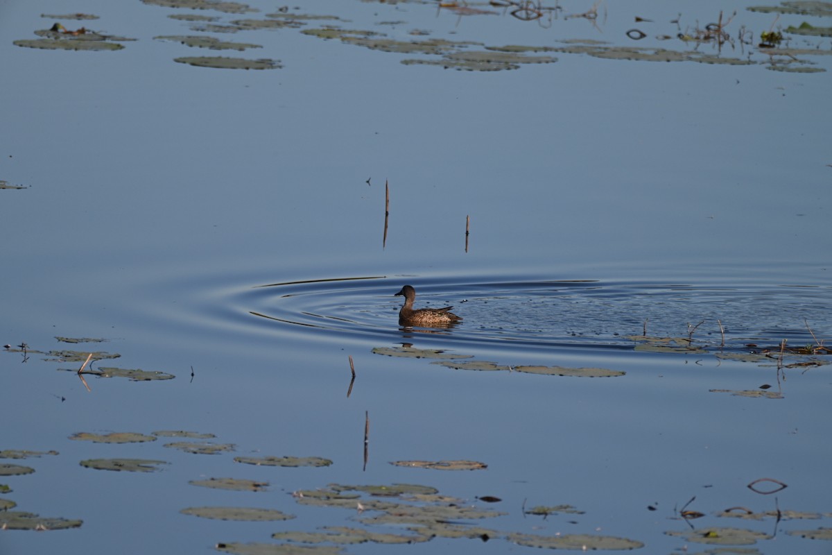 Blue-winged Teal - ML644655816