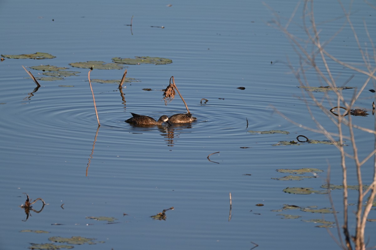 Blue-winged Teal - ML644655817