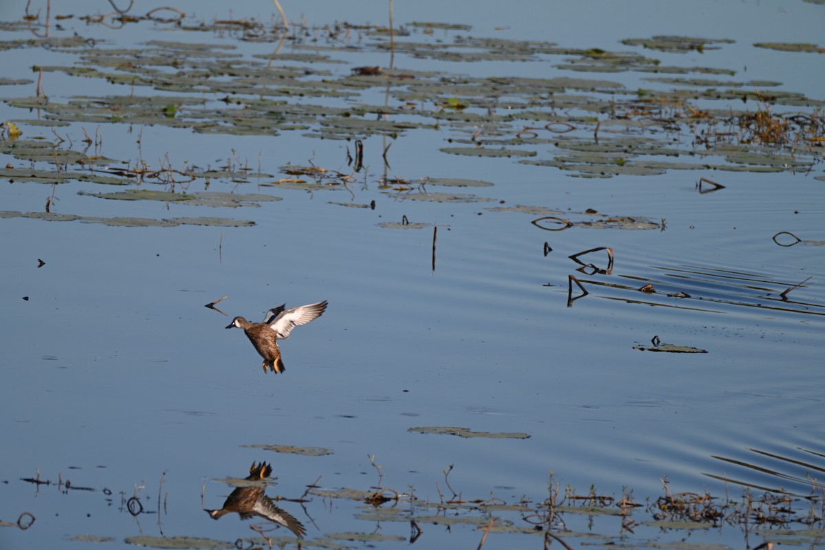 Blue-winged Teal - ML644655818