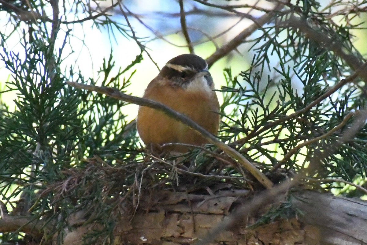Carolina Wren (Northern) - ML644655823