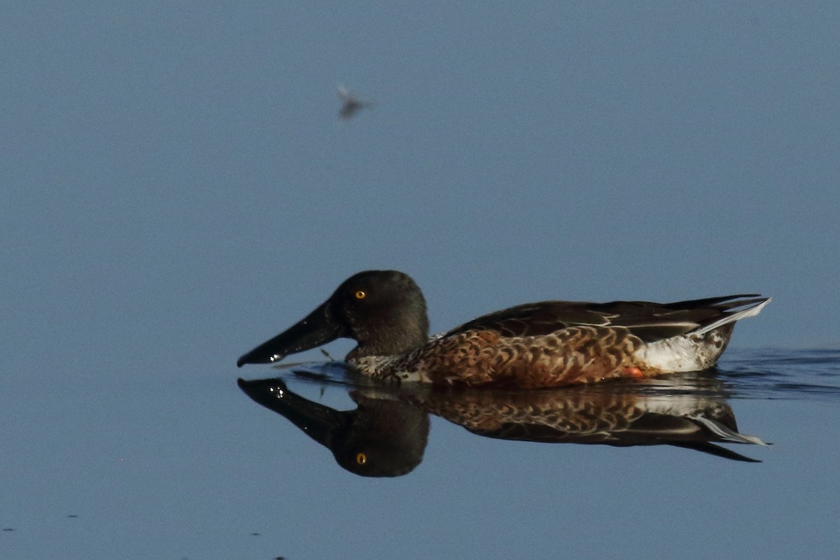 Löffelente - ML644655831