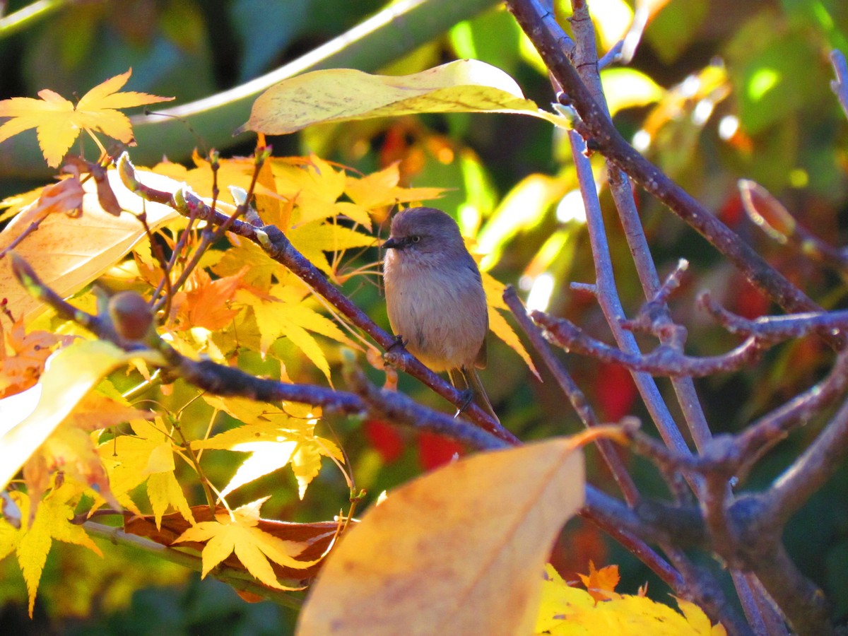 Bushtit - ML644655834