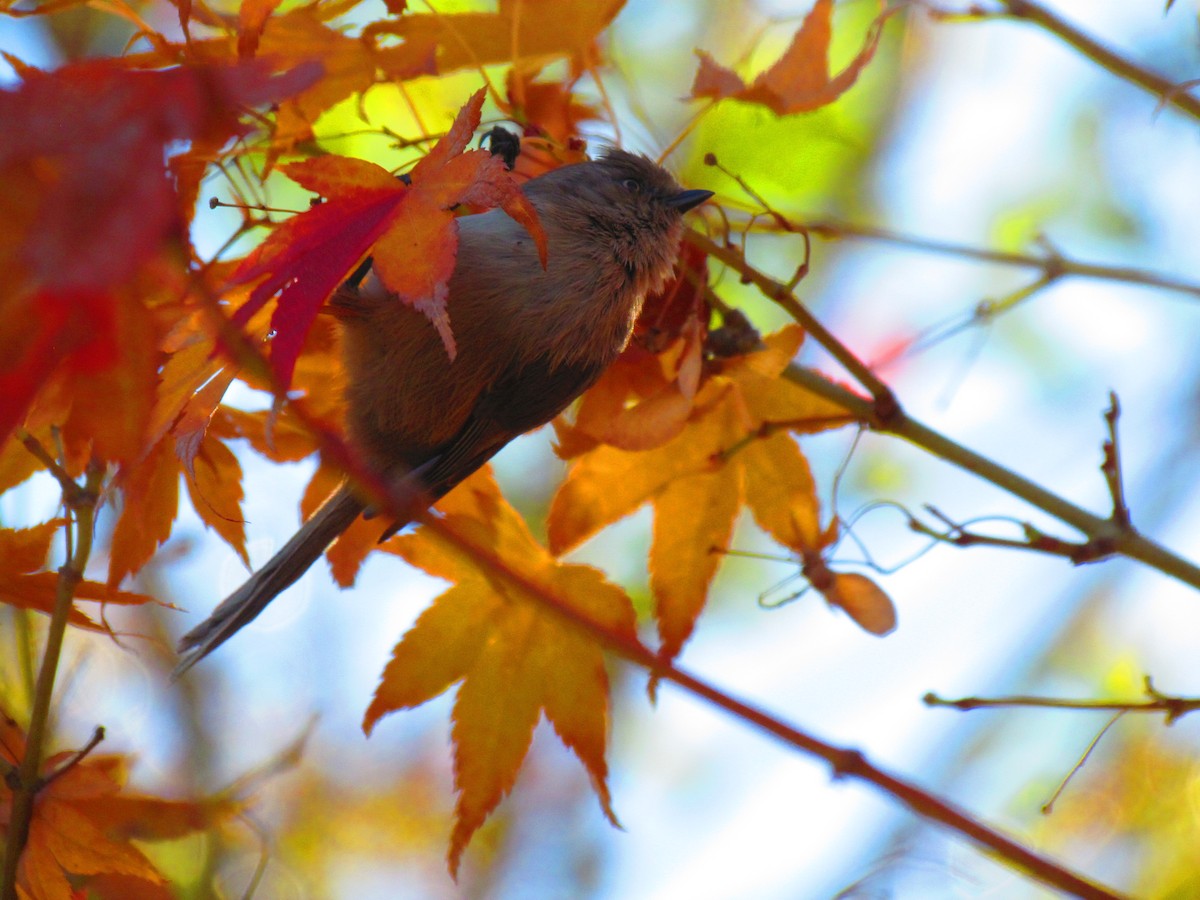 Bushtit - ML644655835