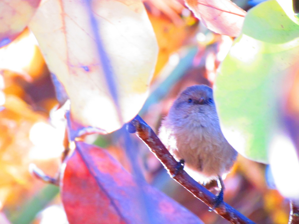 Bushtit - ML644655836