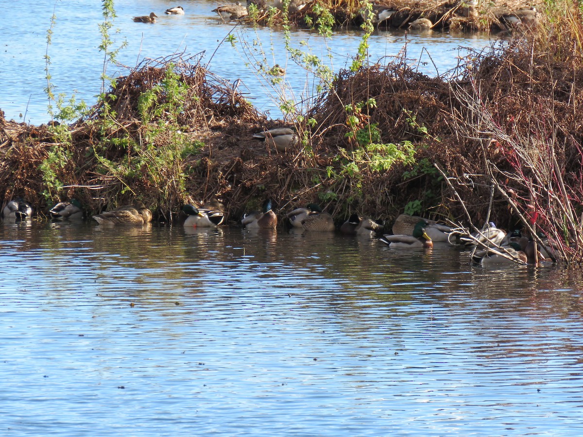 Зэрлэг нугас - ML644655837