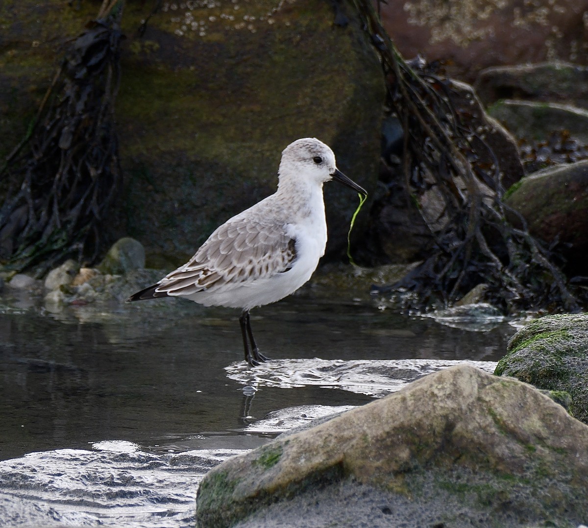 Sanderling - ML644655845