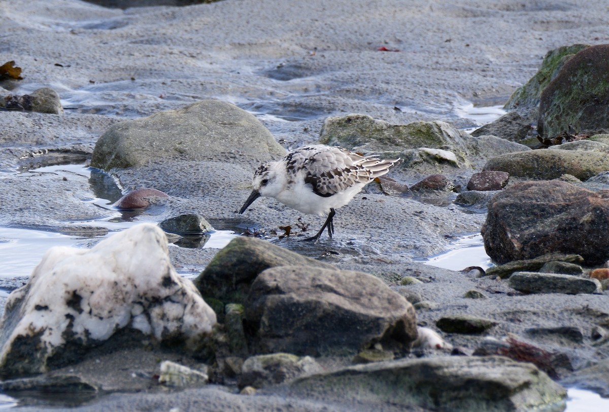 Sanderling - ML644655846