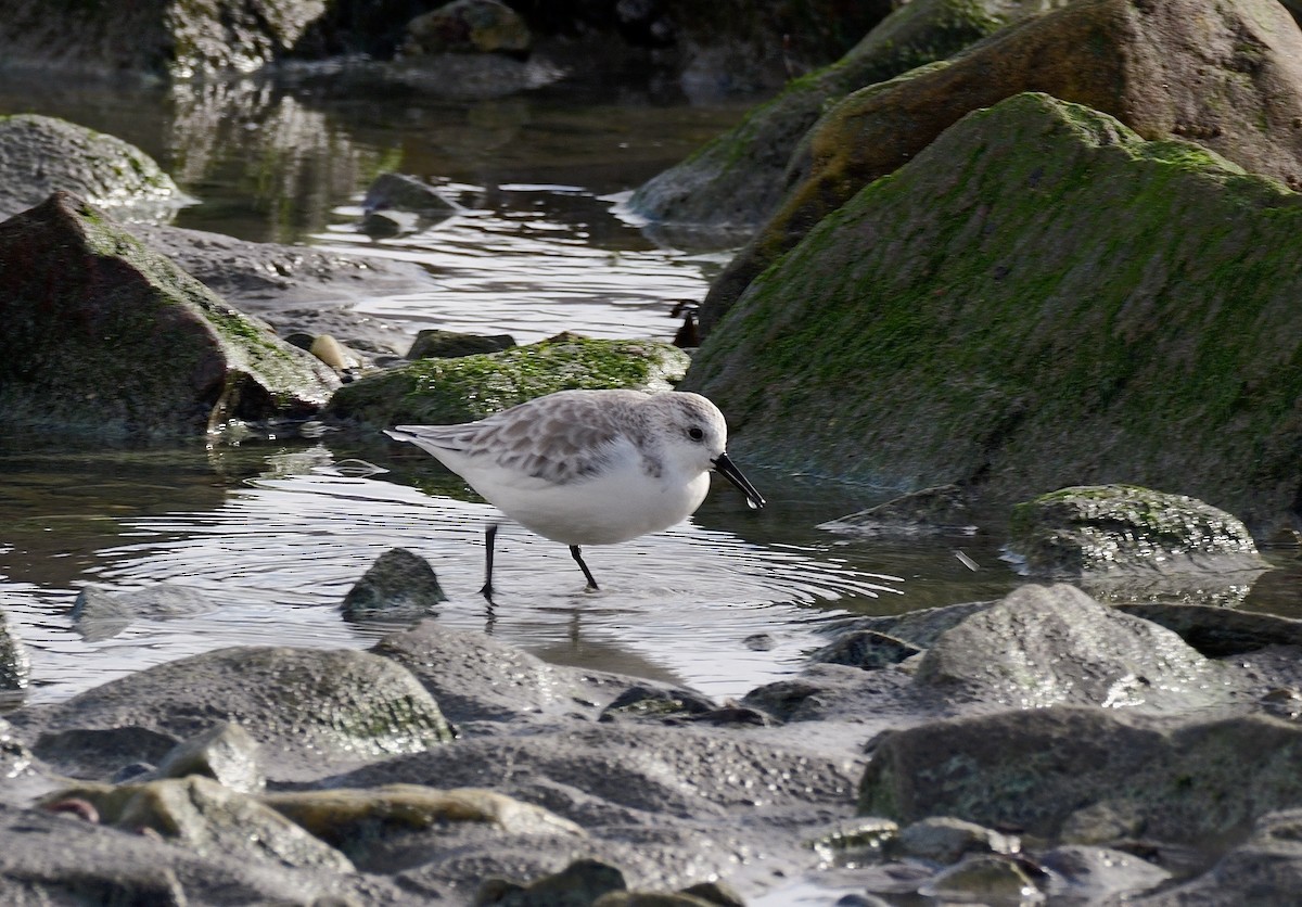 Sanderling - ML644655847