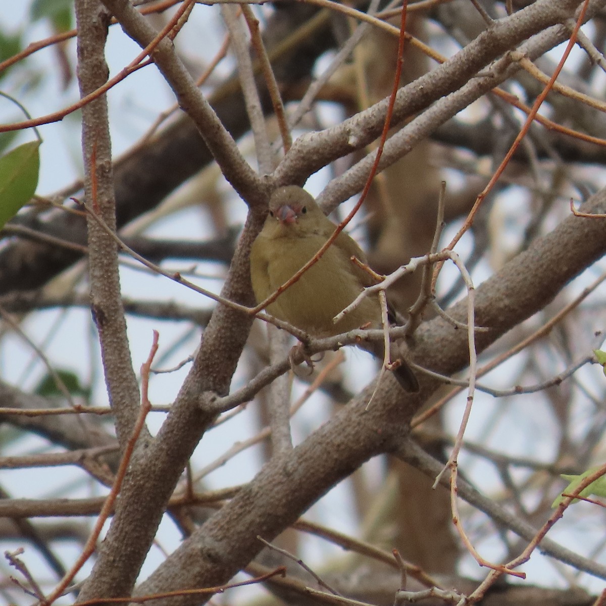 Bandastrild - ML644655850