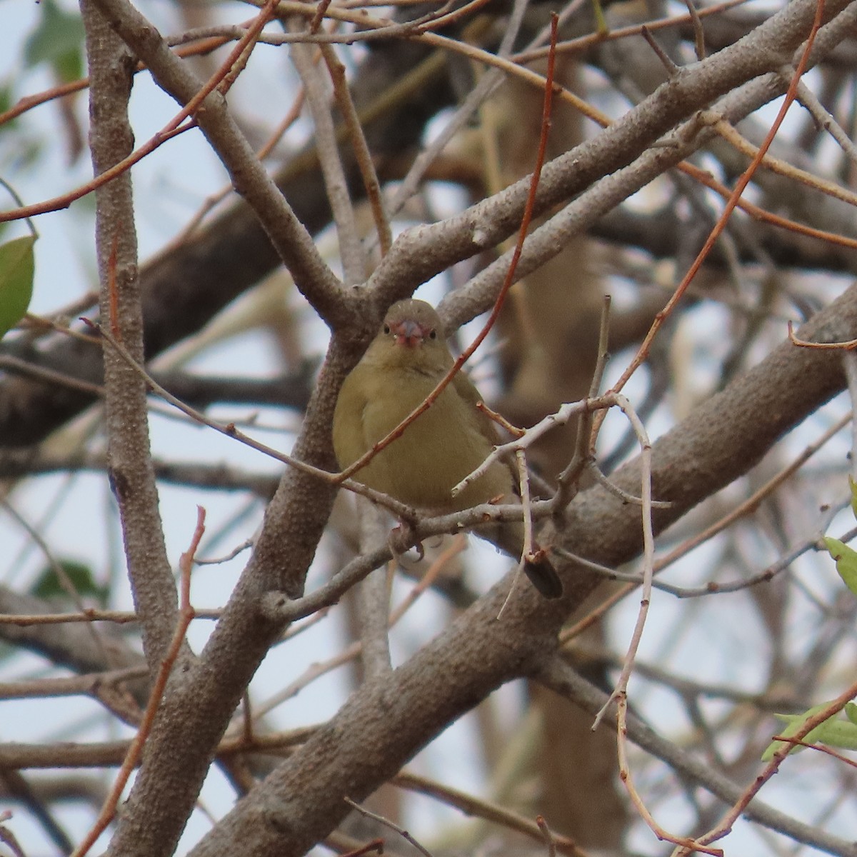 Bandastrild - ML644655851