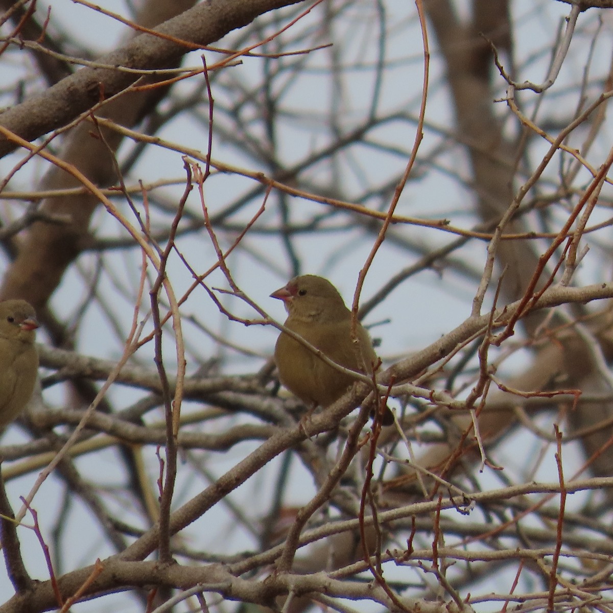 Bandastrild - ML644655852