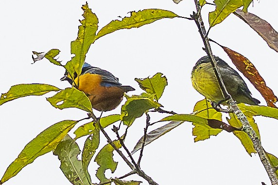 Blaukappenorganist - ML644655853