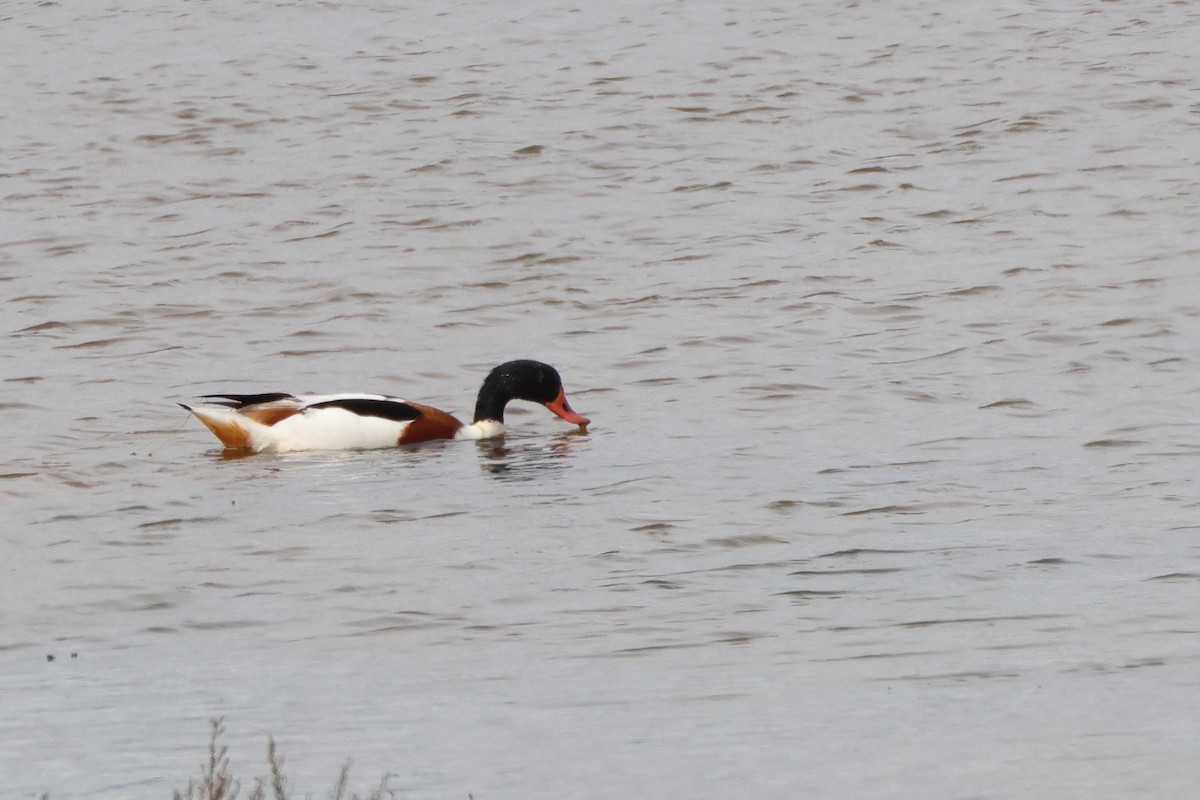 Brandgans - ML644655881