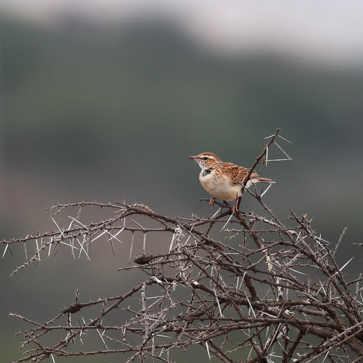 Alouette de Gillett - ML644655885