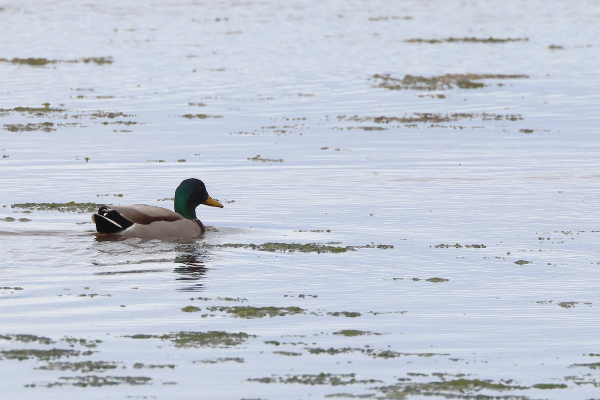 Stockente - ML644655893