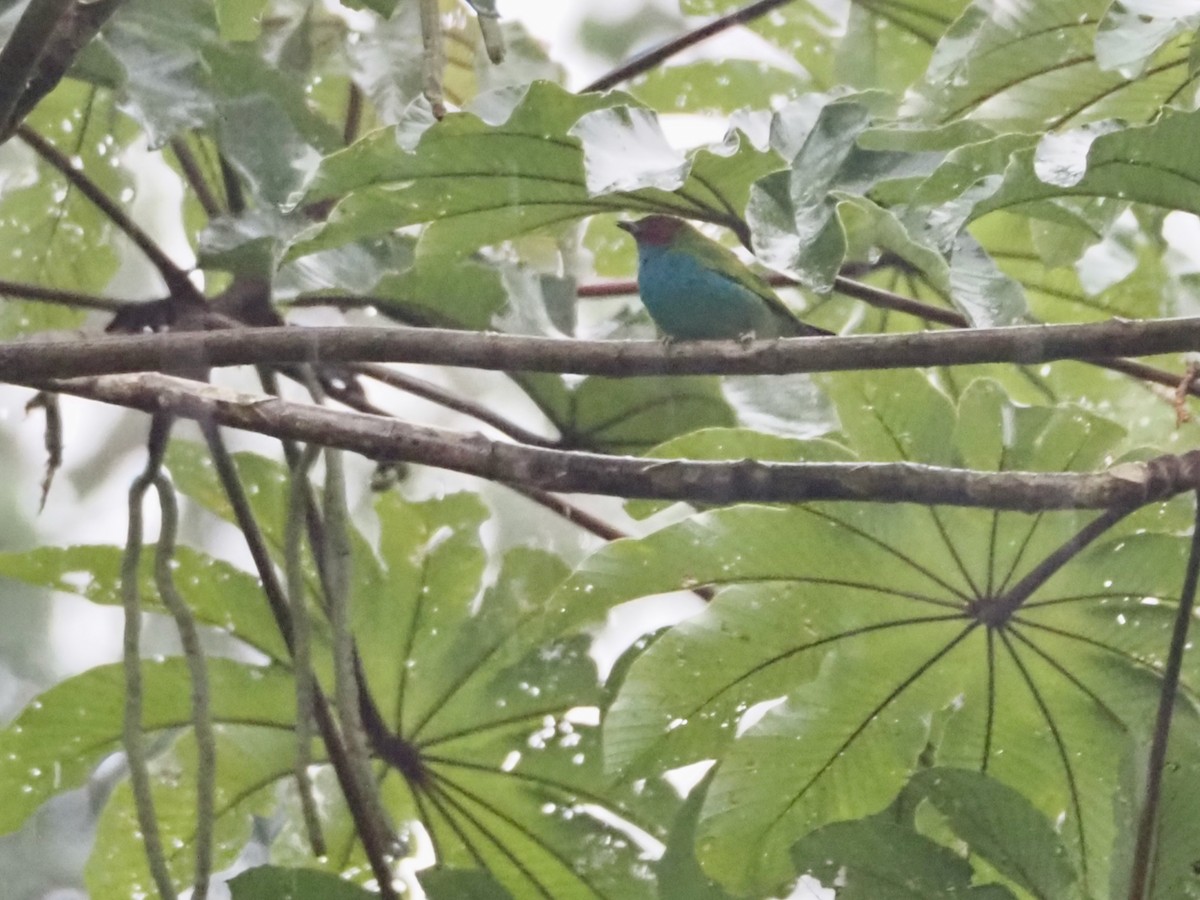 Rötelkopftangare - ML644655903