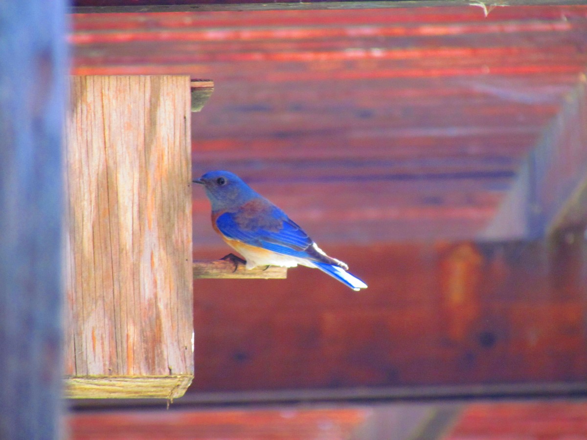 Western Bluebird - ML644655911