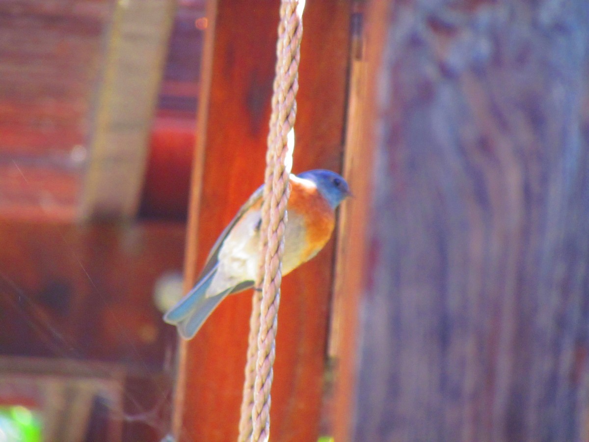 Western Bluebird - ML644655912