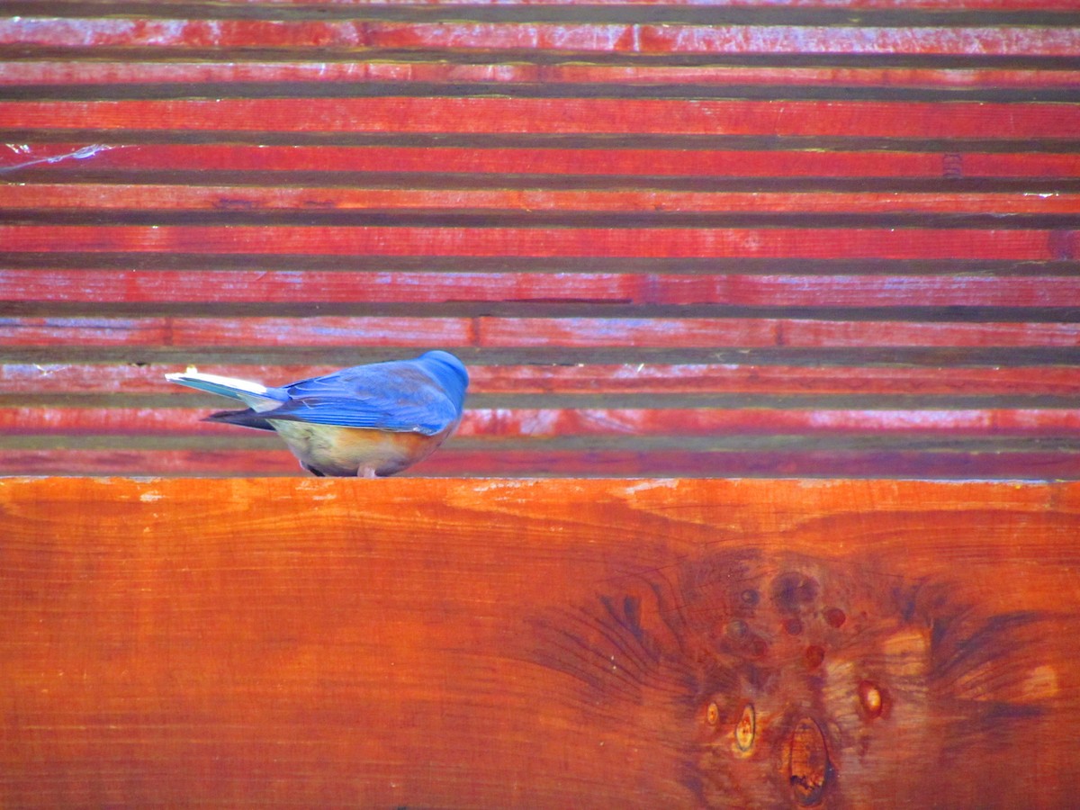 Western Bluebird - ML644655913