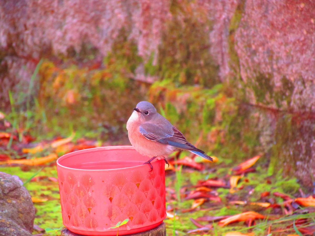 Western Bluebird - ML644655914