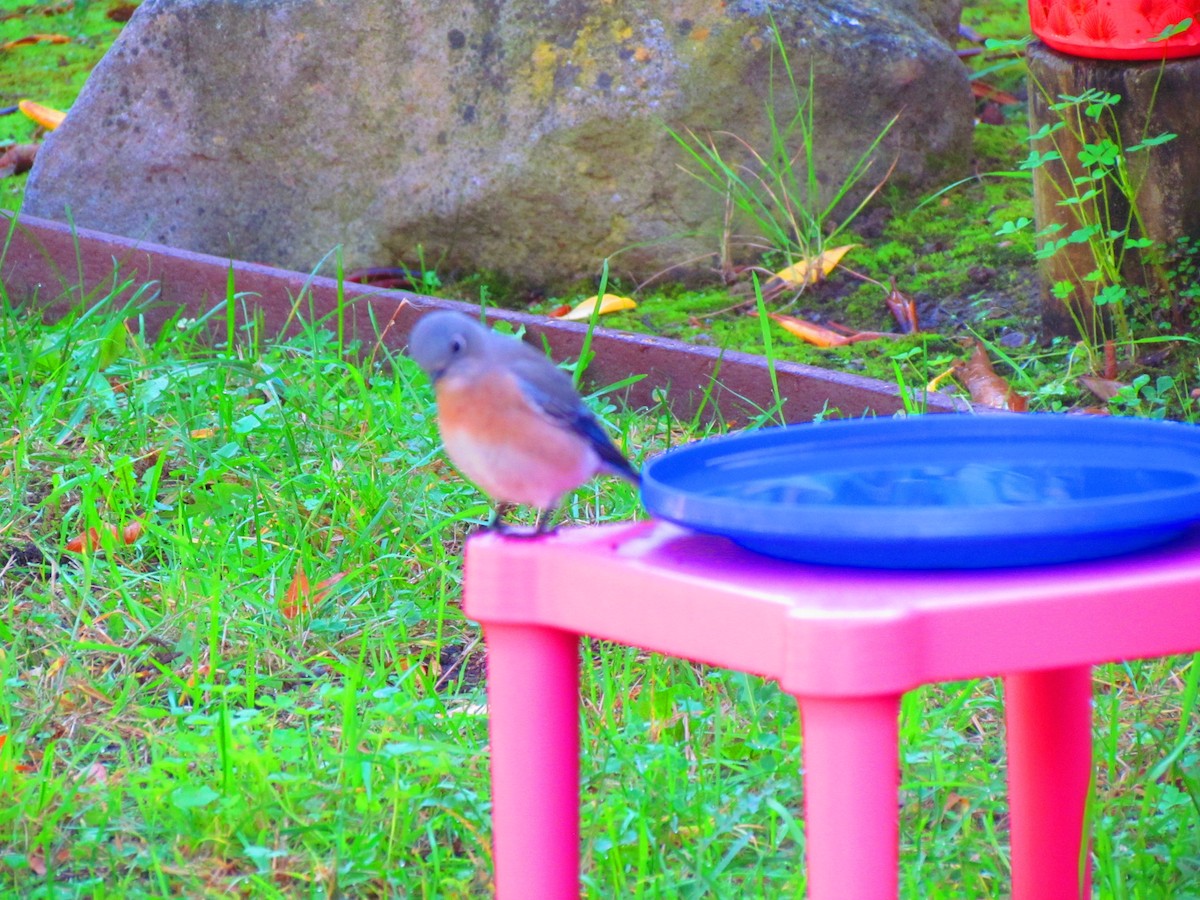 Western Bluebird - ML644655915