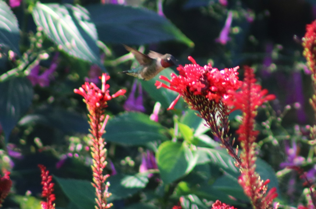 Ruby-throated Hummingbird - ML644655927