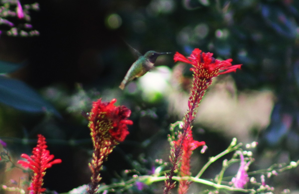 Ruby-throated Hummingbird - ML644655929