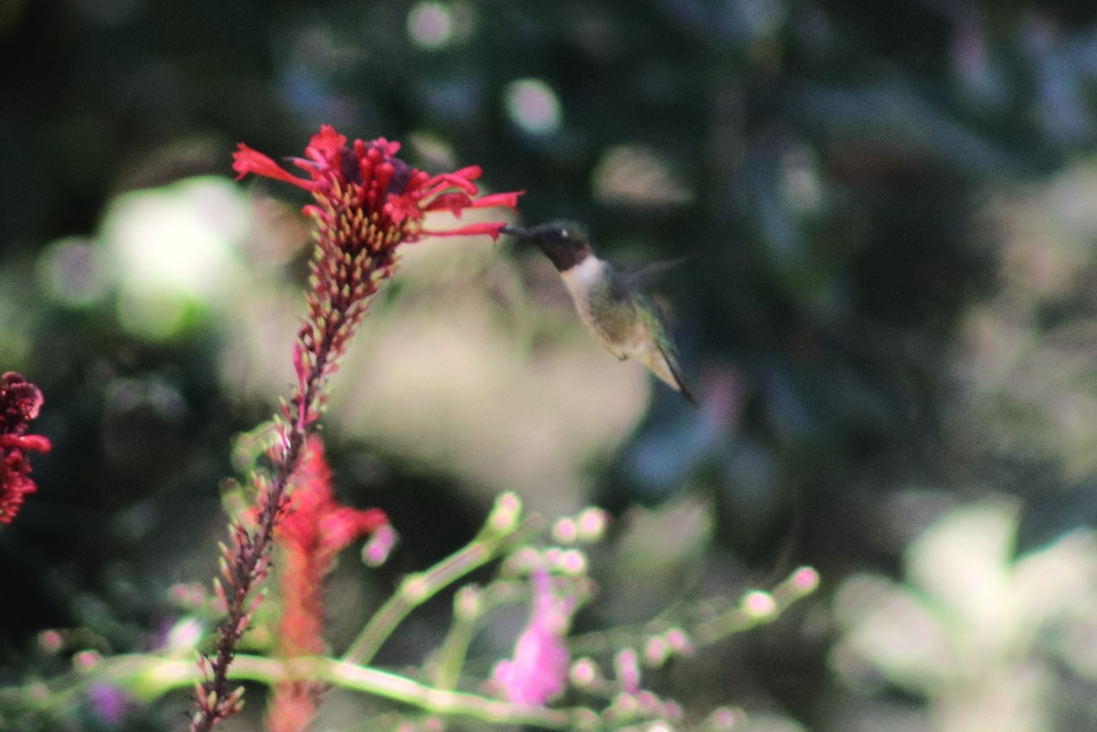 Ruby-throated Hummingbird - ML644655930
