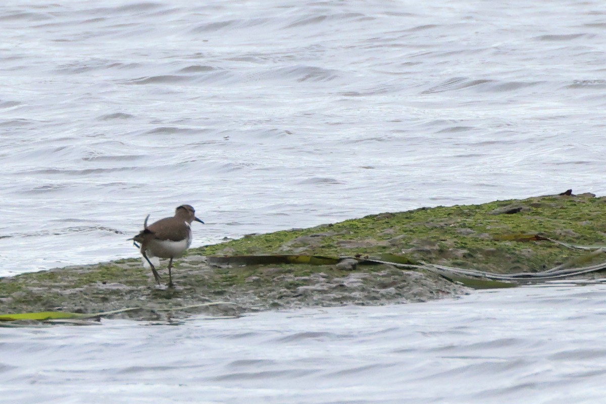 Flussuferläufer - ML644655931