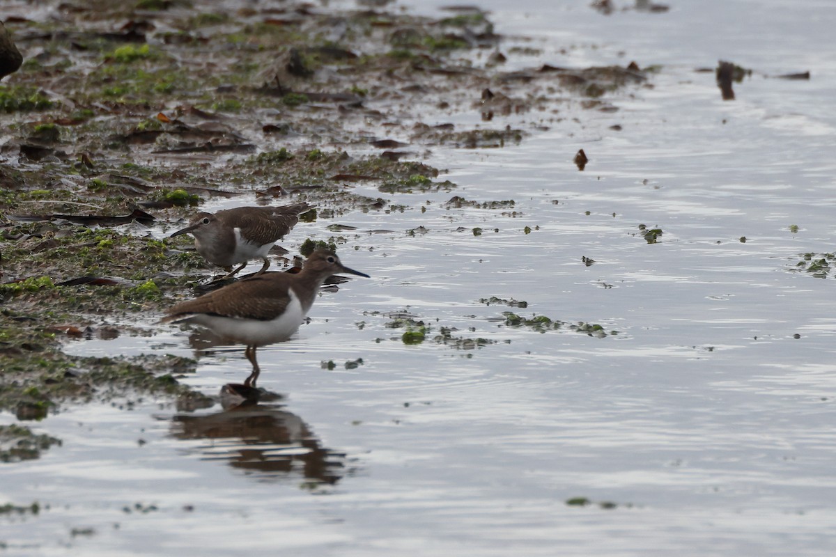 Flussuferläufer - ML644655932