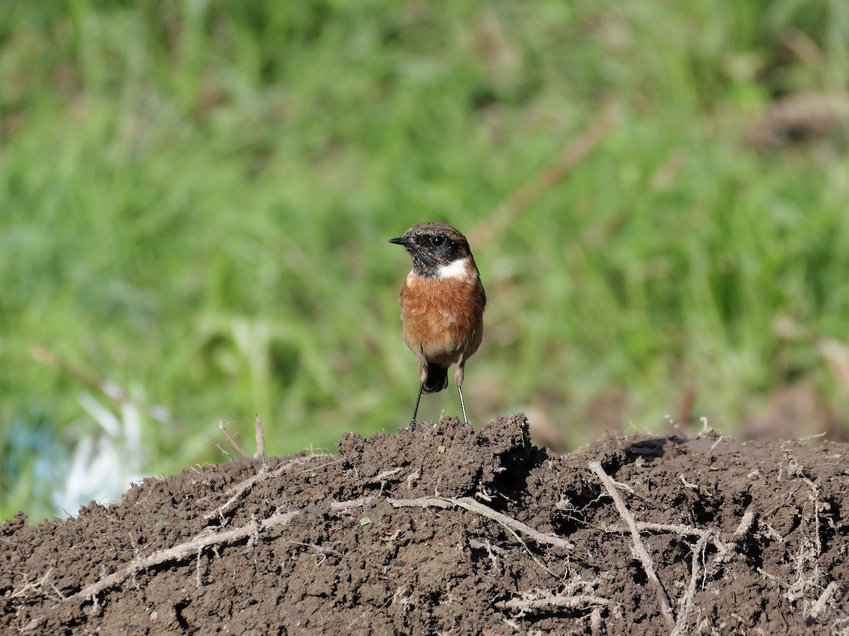 Трав'янка чорноголова - ML644655933