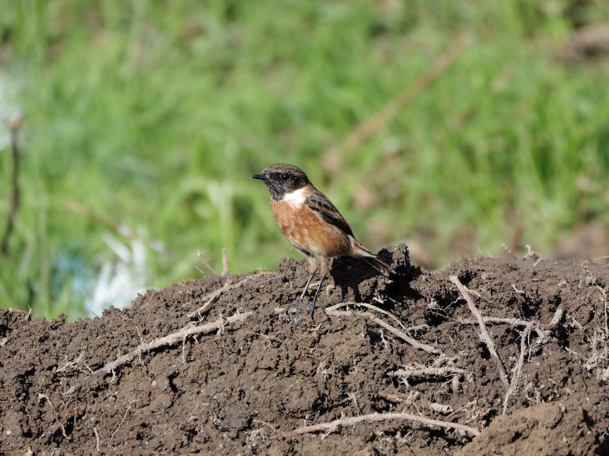 Трав'янка чорноголова - ML644655934