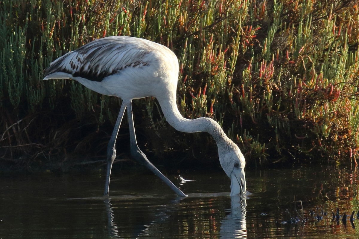 Rosaflamingo - ML644655938