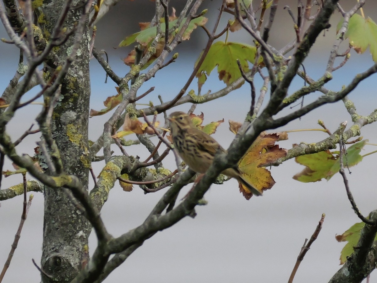 Negu-txirta - ML644655948