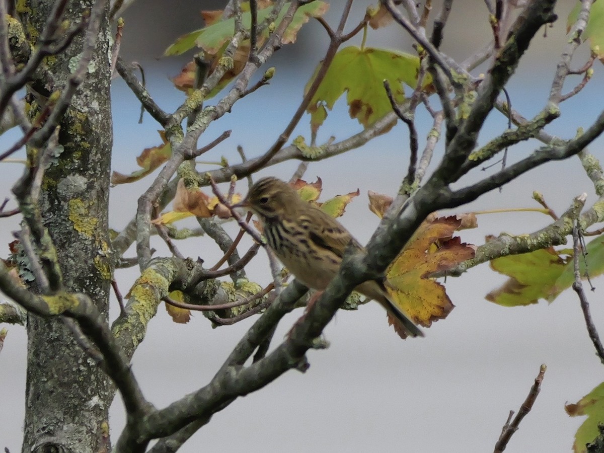 Negu-txirta - ML644655949