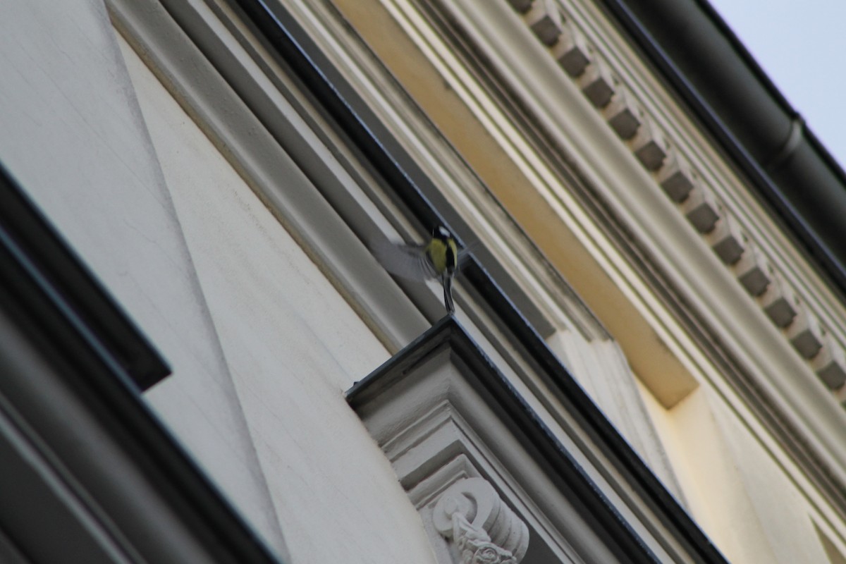 Их хөх бух - ML644655950