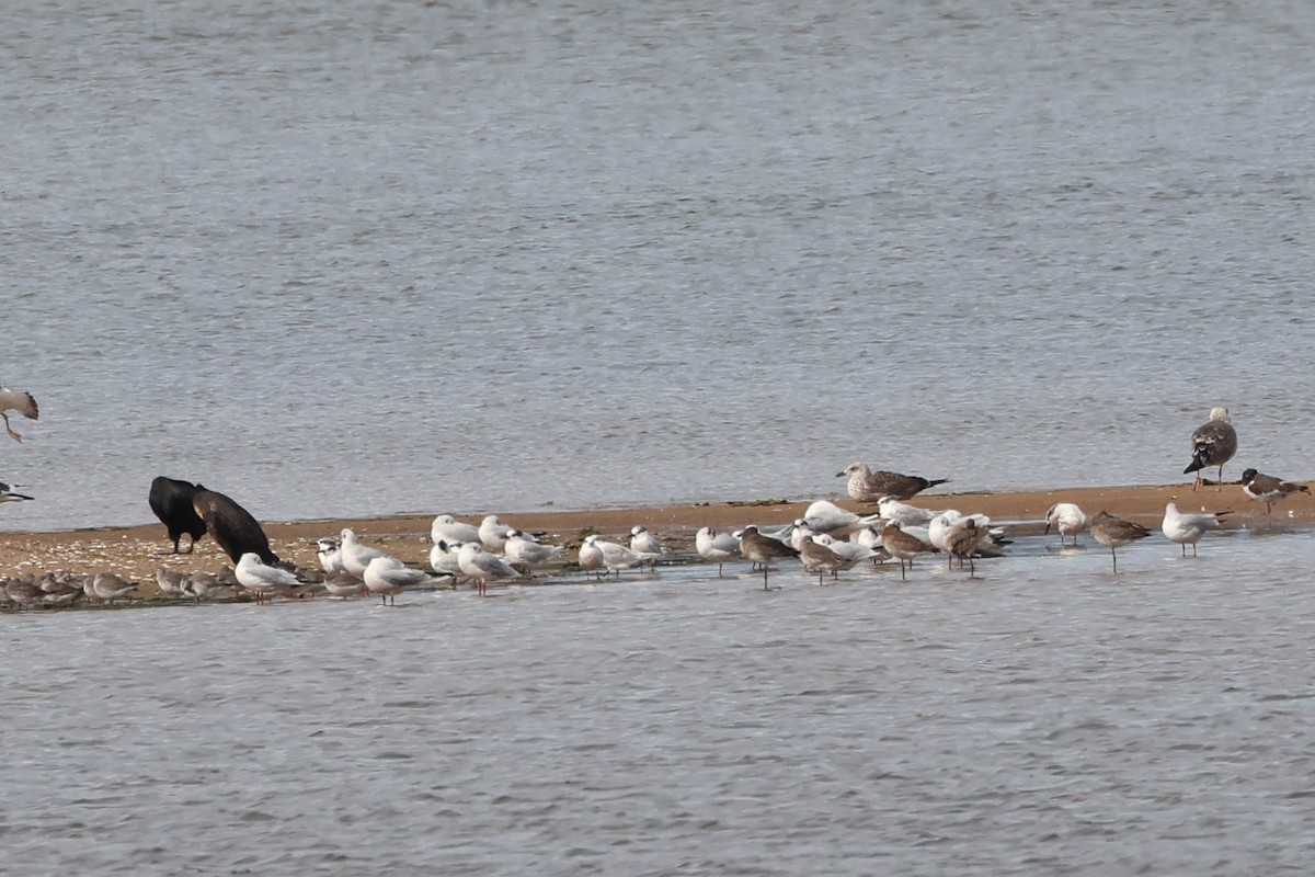 Yellow-legged/Lesser Black-backed Gull - ML644655968