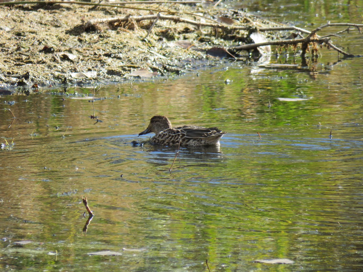 Zertzeta arrunta - ML644655980