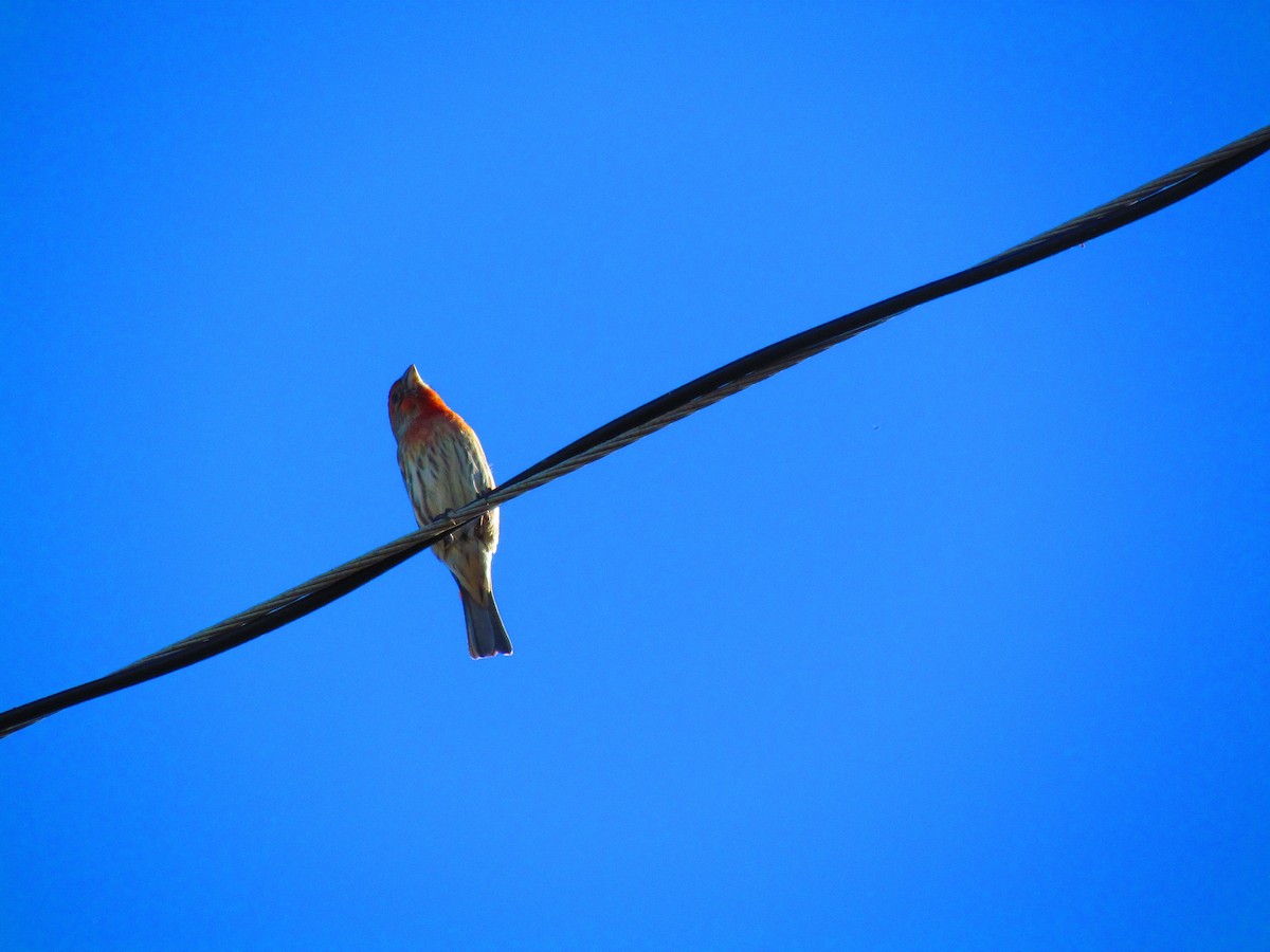 House Finch - ML644655994