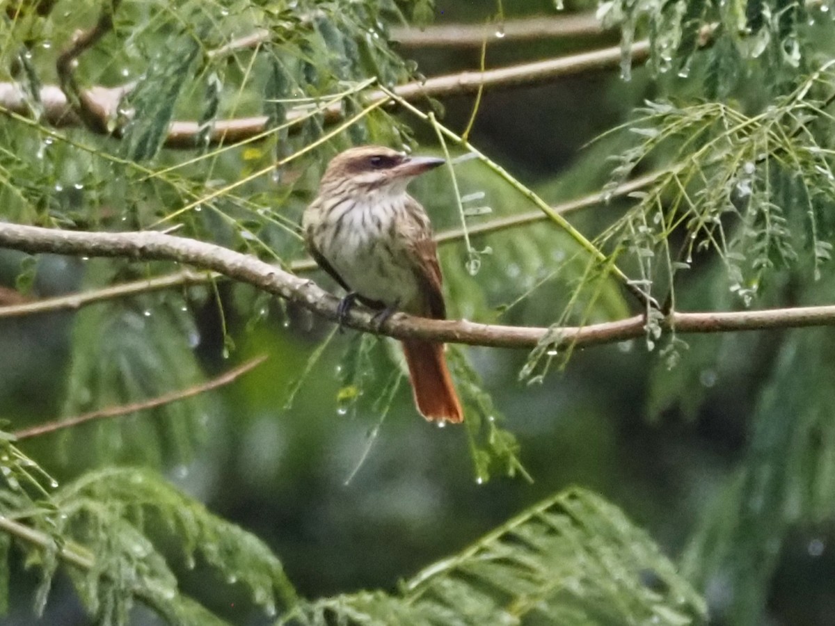 Bienteveo Rayado - ML644655997