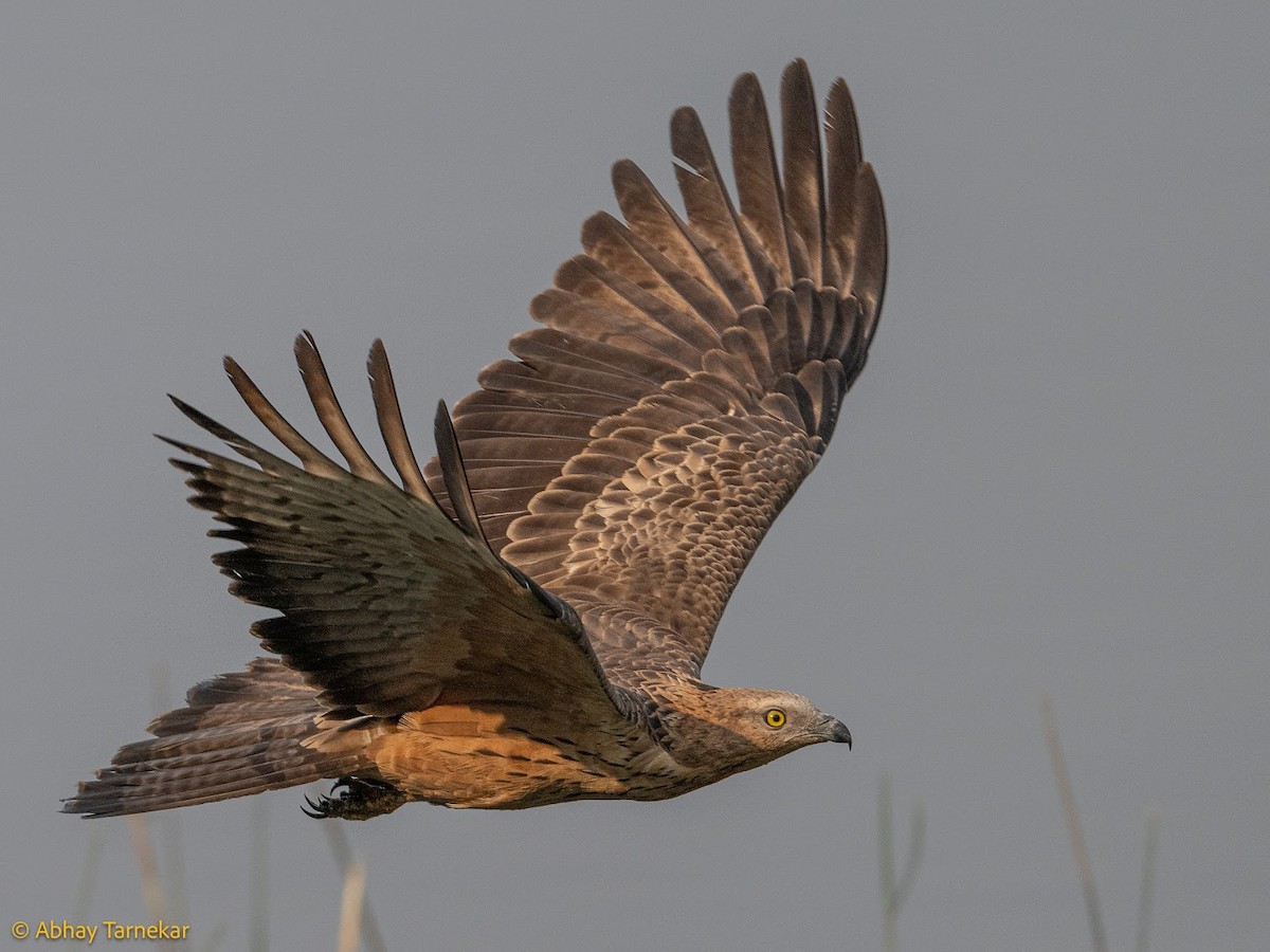 Liztorjale ekialdetarra - ML644656005