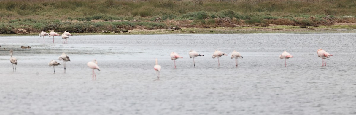 פלמינגו גדול - ML644656007