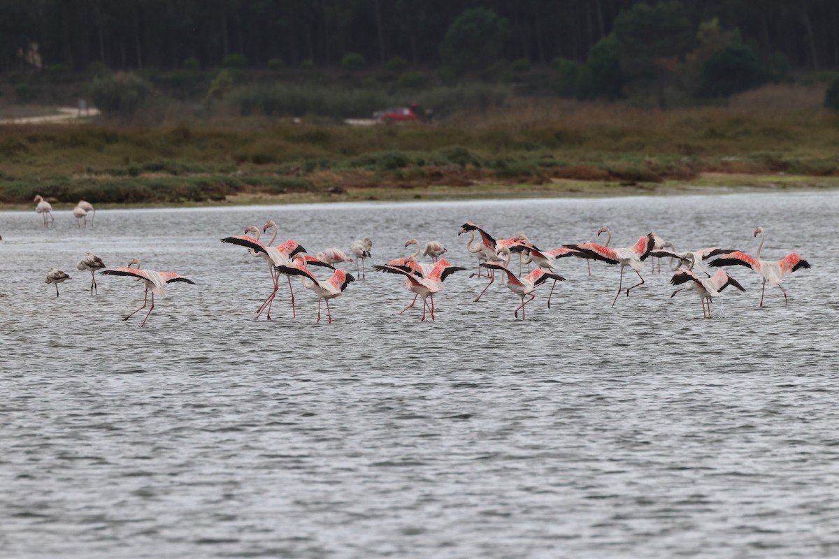 פלמינגו גדול - ML644656009